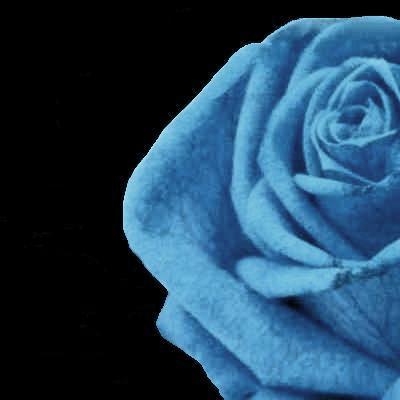 Parallel Flower Bis 黒背景 青い薔薇 Blue Rose 400 400