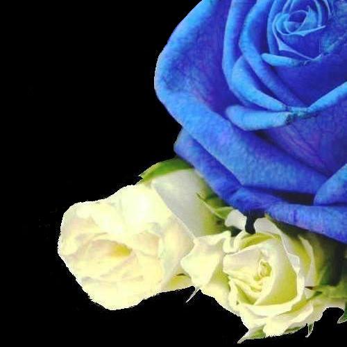 黒背景】青い薔薇(blue rose)500×500: parallel flower bis